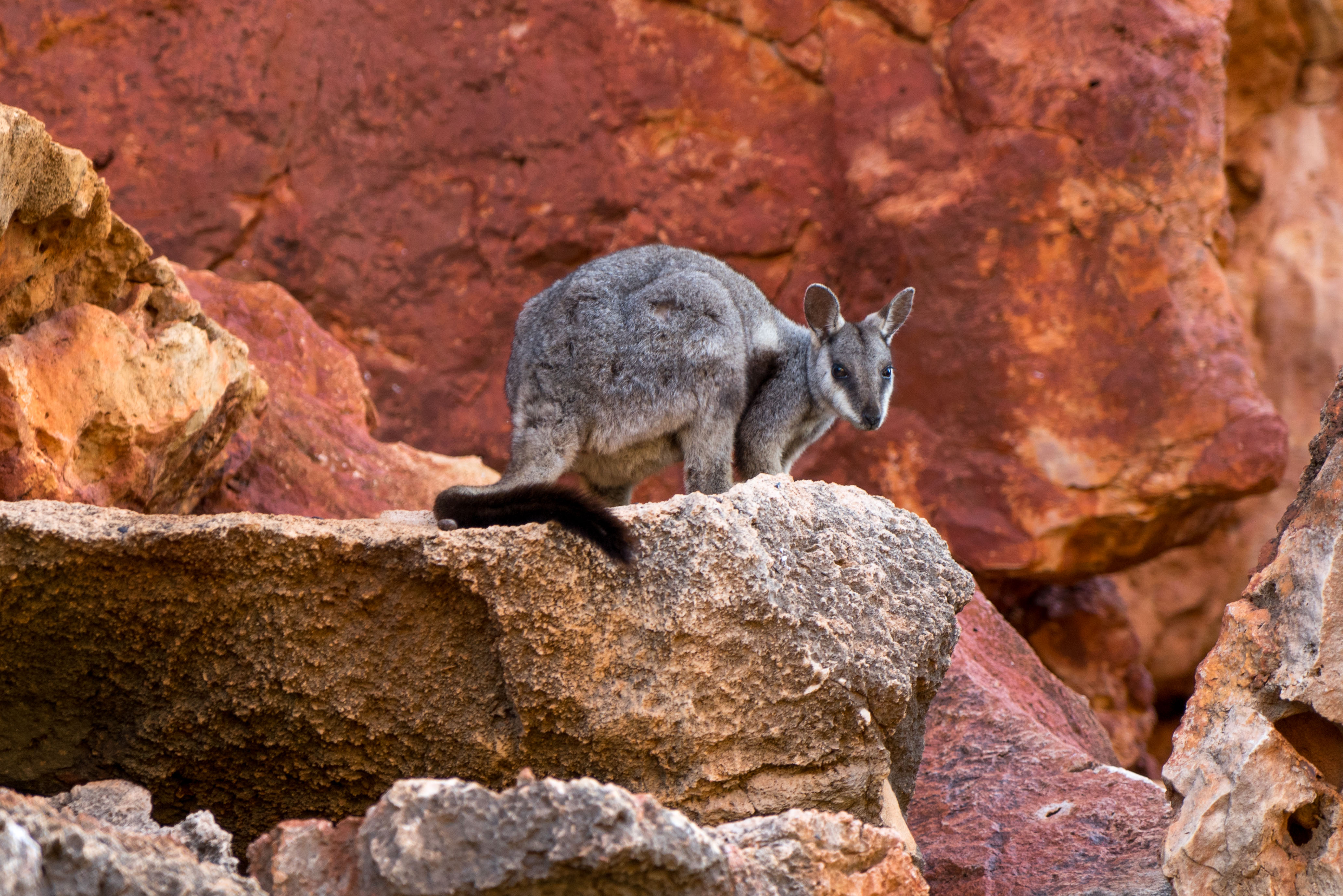 Endangered Animals And Other Threatened Species endangered-animals-and-other-threatened-species